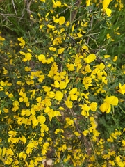 Calicotome spinosa