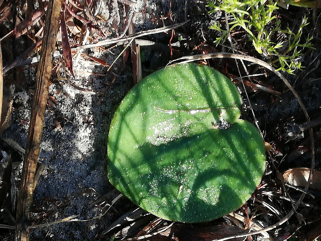 Eriospermum nanum