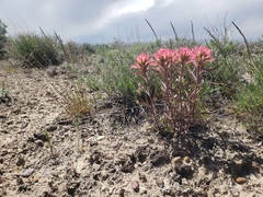 Castilleja angustifolia