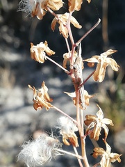 Eriospermum nanum