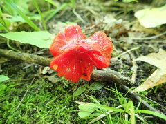 Hygrocybe acutoconica microspora