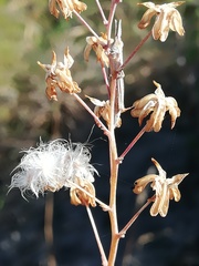 Eriospermum nanum