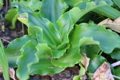 Veltheimia