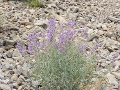 Penstemon sepalulus