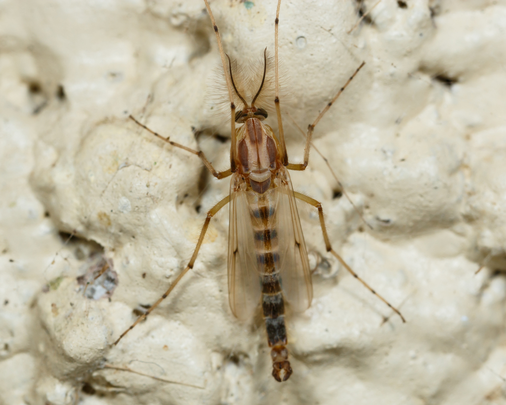 Chironomus crassicaudatus