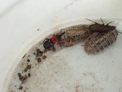 Prostemma sanguineum