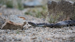 Trimerodytes aequifasciatus
