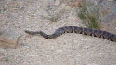 Trimerodytes aequifasciatus