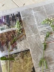 Stachys ocymastrum