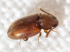 Cryptophagus setulosus