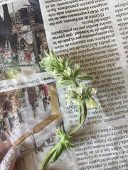 Stachys ocymastrum