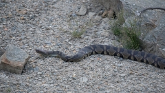 Trimerodytes aequifasciatus