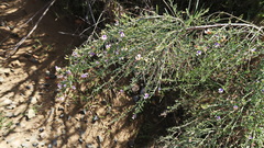 Psoralea forbesiae
