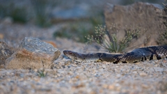 Trimerodytes aequifasciatus