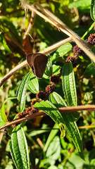 Hermeuptychia cucullina