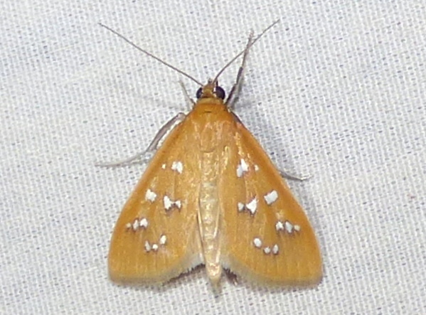 White-spotted Orange