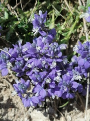 Polygala calcarea