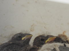 Haemorhous mexicanus