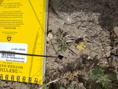 Cymopterus glomeratus greeleyorum