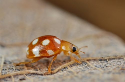 12-spot ladybird photo 6