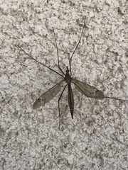 Tipula
