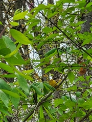 Protonotaria citrea