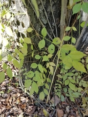 Campsis