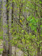 Protonotaria citrea