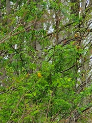 Protonotaria citrea