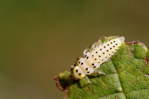 12-spot ladybird photo 3