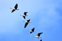 Anser serrirostris rossicus