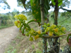 Polystachya concreta