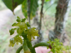 Polystachya concreta