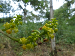 Polystachya concreta