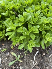 Phedimus kamtschaticus