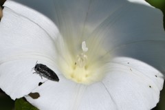 Acmaeodera cylindrica