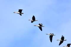 Anser serrirostris rossicus