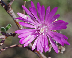 Drosanthemum