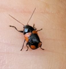 Cryptocephalus notatus