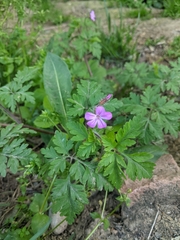 Geranium robertianum