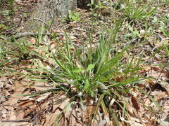 Carex laxiculmis