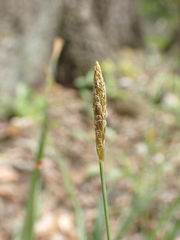 Carex laxiculmis