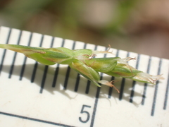 Carex laxiculmis