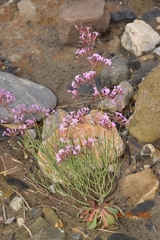 Limonium insigne