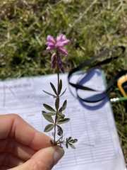 Polygala molluginifolia