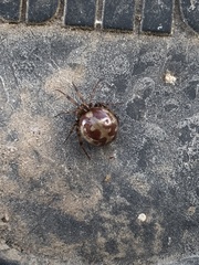 Steatoda triangulosa