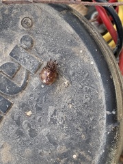 Steatoda triangulosa