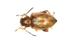 Longitarsus tabidus
