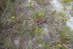 Othonna multicaulis