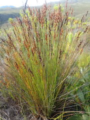 Elegia hookeriana